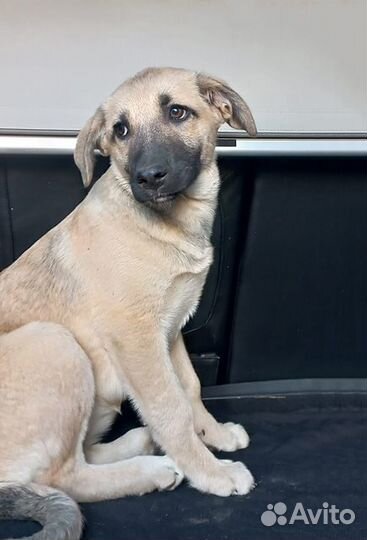 Две девчушки-красотушки и храбрый братик