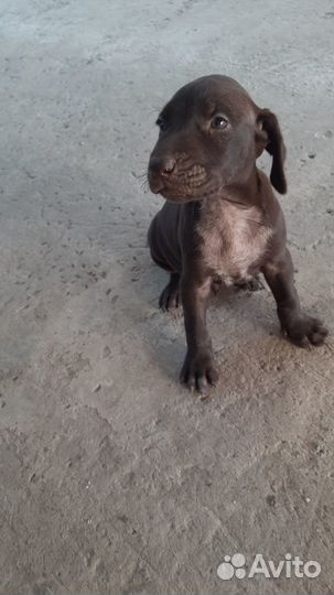 Щенки курцхаара