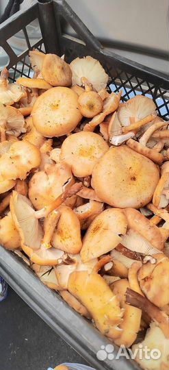 Опята грибы свежие