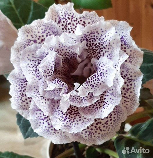 Глоксиния махровая листики