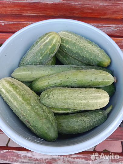 Огурцы свежие домашние