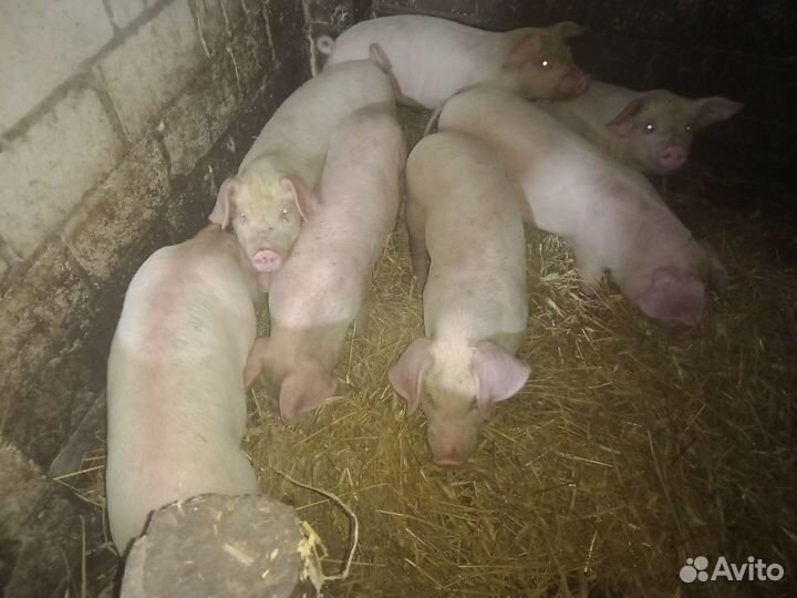 Домашние поросята