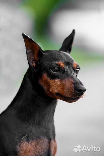 Щенки цвергпинчера