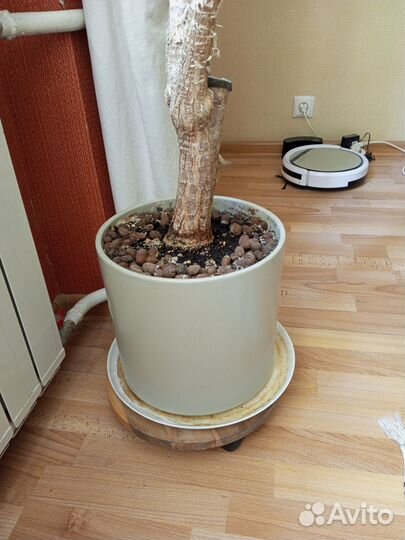 Пальма юкка двухметровая комнатная