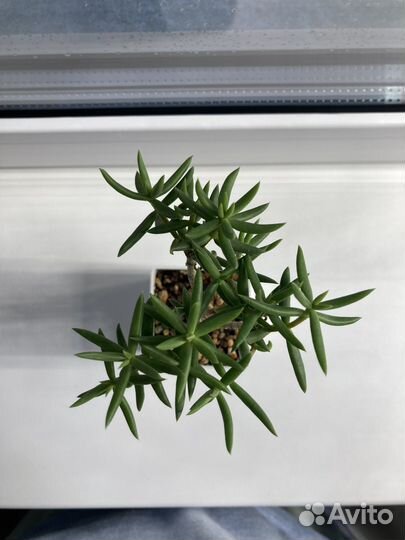 Суккуленты