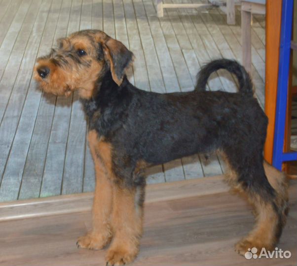 Щенки эрдельтерьера