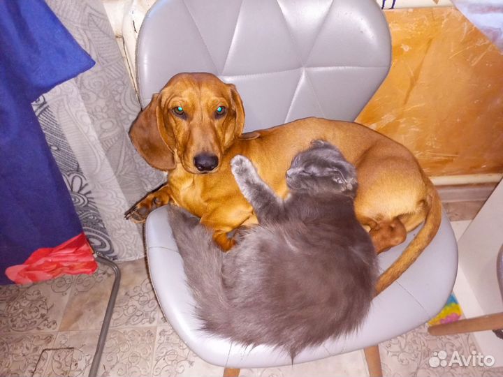 Карликовая такса вязка