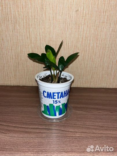 Замиокулькас