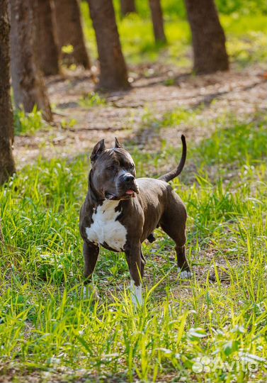 Вязка амстафф