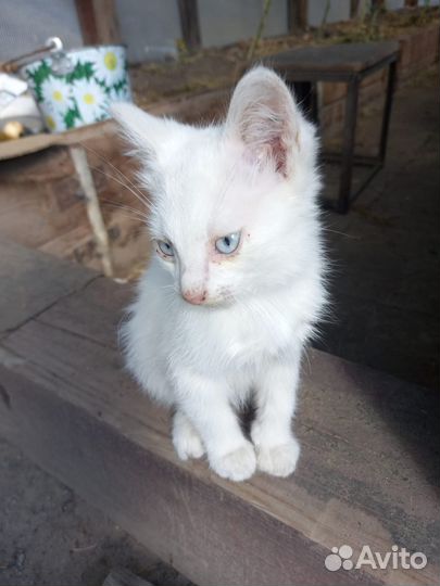Котята Отдам в добрые руки