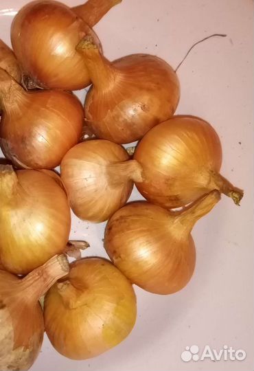 Семейный лук на посадку