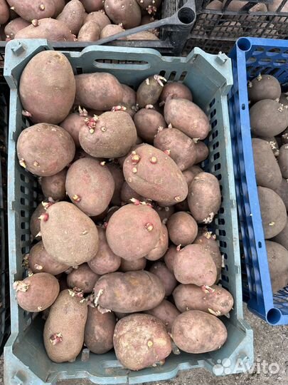 Семенной Картофель