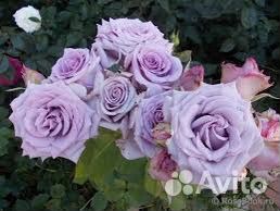 Роза чайно-гибридная Ocean Song/Оушен Сонг