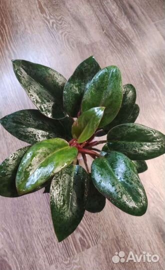 Филодендрон Конго ред (карликовая форма)