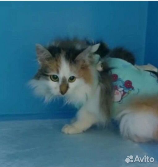 Трехцветная кошечка Мила