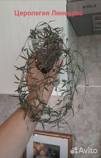 Суккуленты:Церопегия Сандерсона,Линеарис