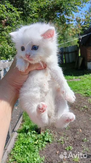 Белоснежные котята
