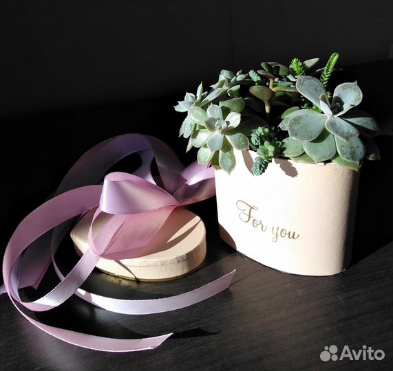 Комнатные растения Цветы Сердце Валентинка Подарок