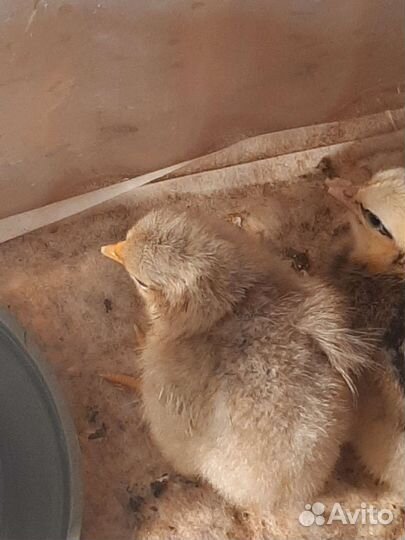 Леггорн Изабелла ия,цыплята