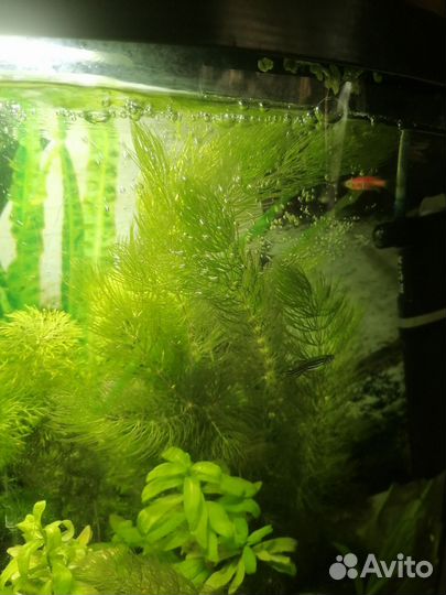 Растения для аквариума живые