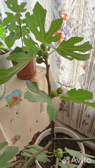 Саженцы комнатного инжира