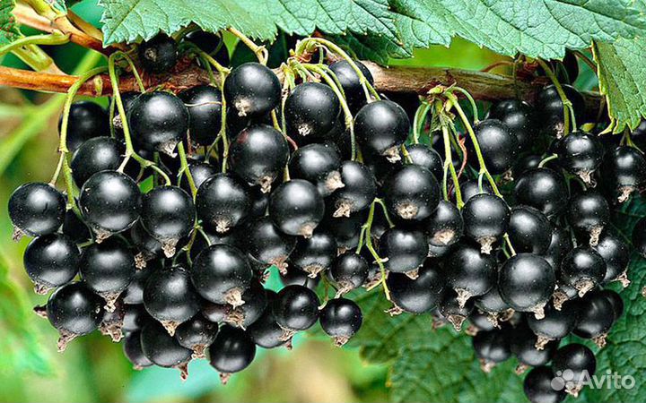 Смородина чёрная