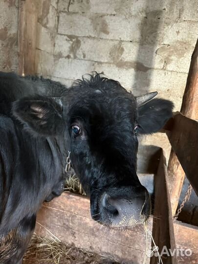 Коровы быки