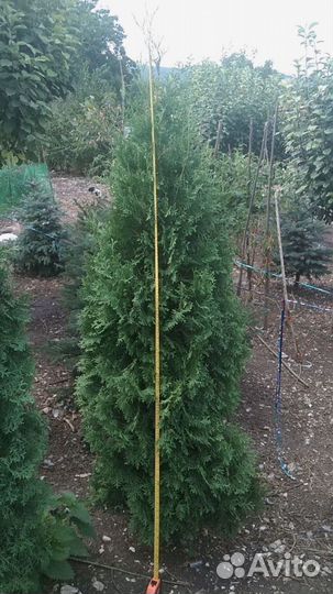 Туя западная Колумна 1.5-1.7 - 2500