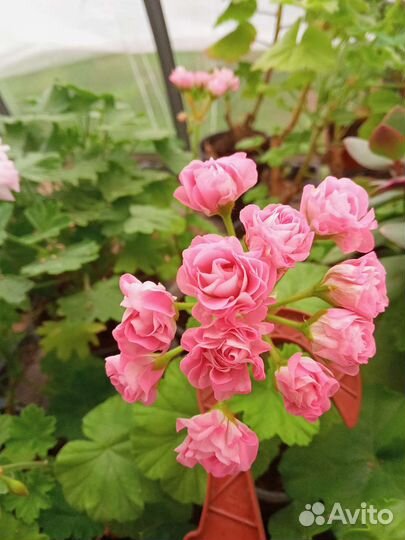 Розебудные пеларгонииПеларгония герань