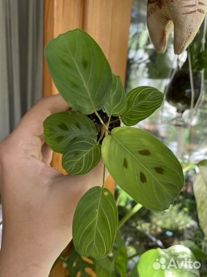 Марантовые