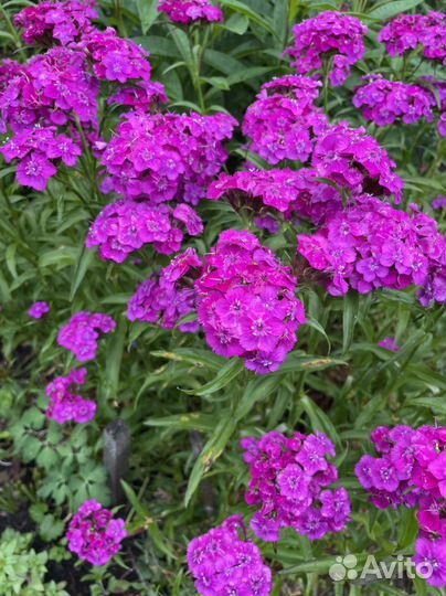 Гвоздики под срез