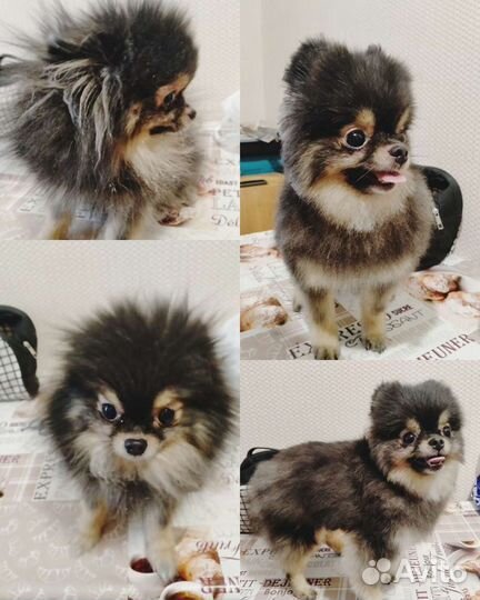 Стрижка собак машинкой