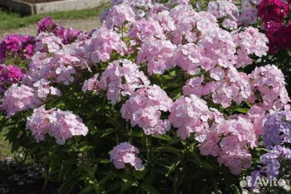 Флоксы сортовые