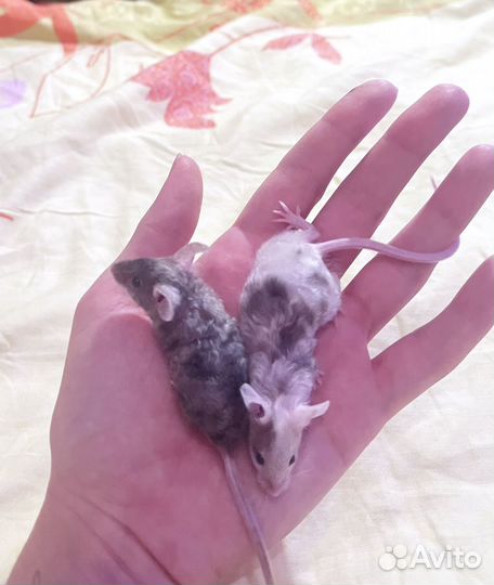 Декоративные мыши