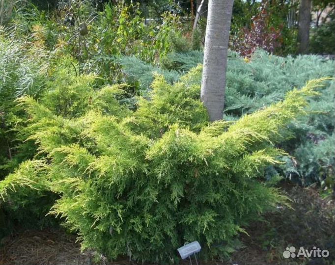 Можжевельник Куривао Голд