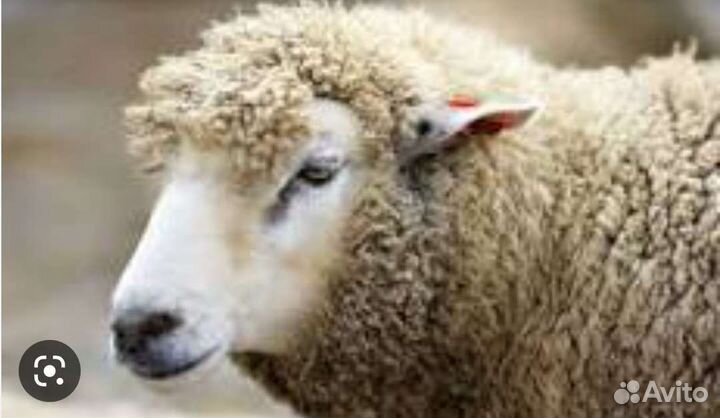 Овечья шерсть