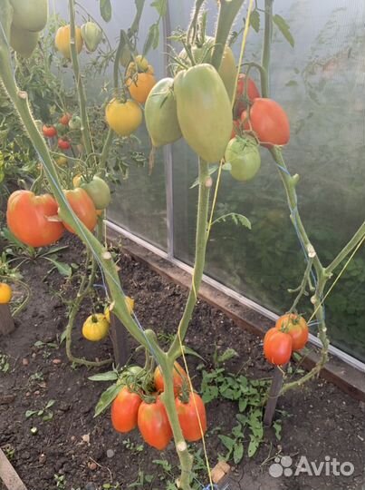 Семена сортовых томатов