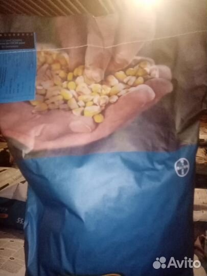 Семена кукурузы монсанта венгрия