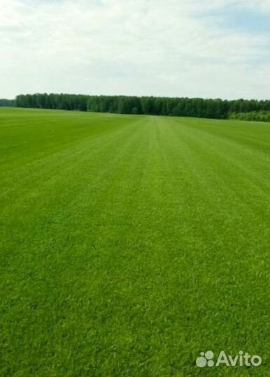 Рулонный газон