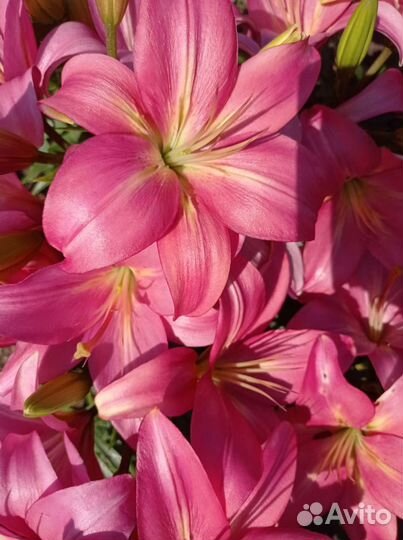 Букеты из лилий