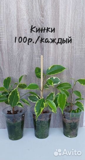 Фикусы разные