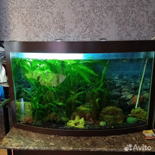 Аквариум