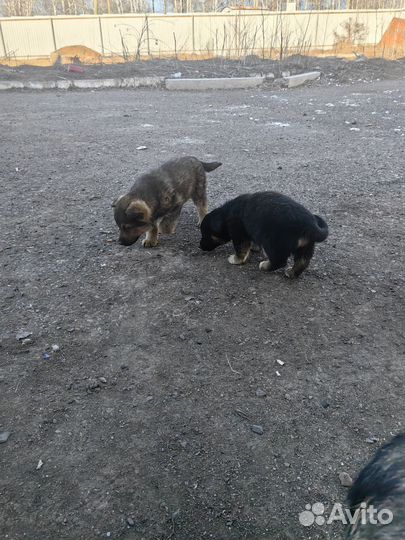 Щенки 2 месяца
