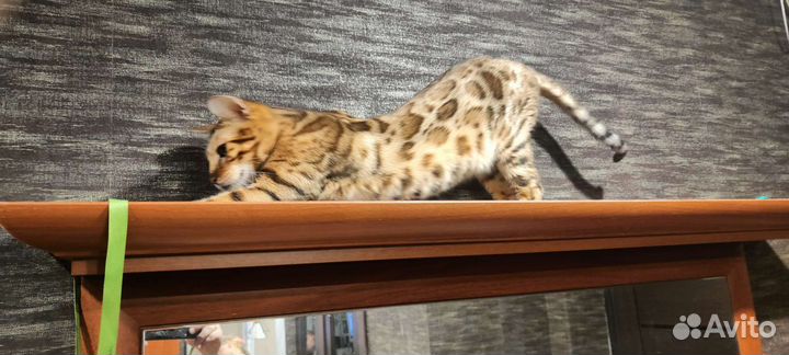 Бенгальская кошка