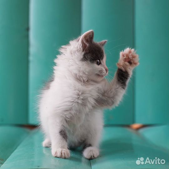 Котёнок Маня, 2 месяца