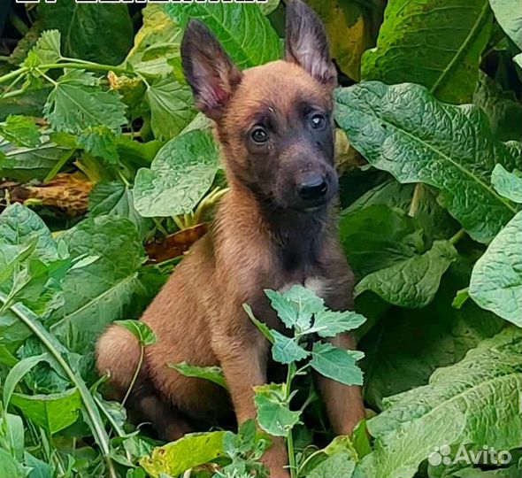 Щенки бельгийской овчарки малинуа