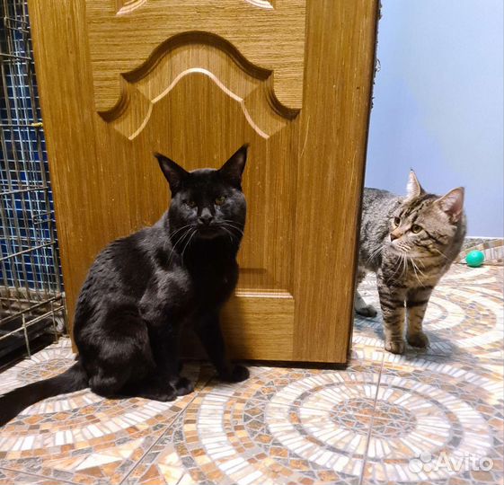 Чёрный рысенок