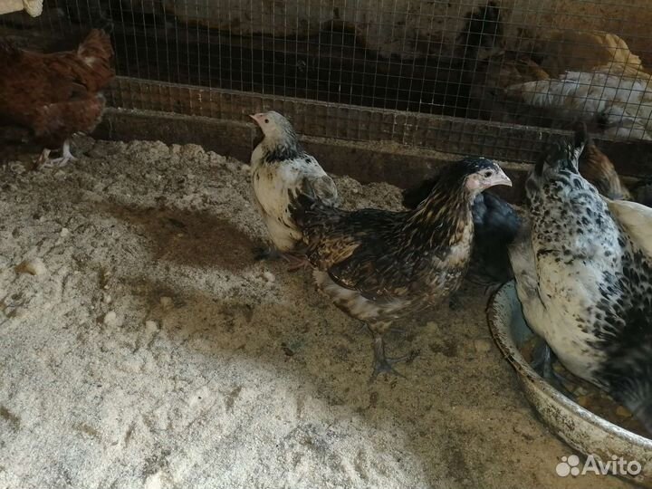 Куры молодки 4 месяца