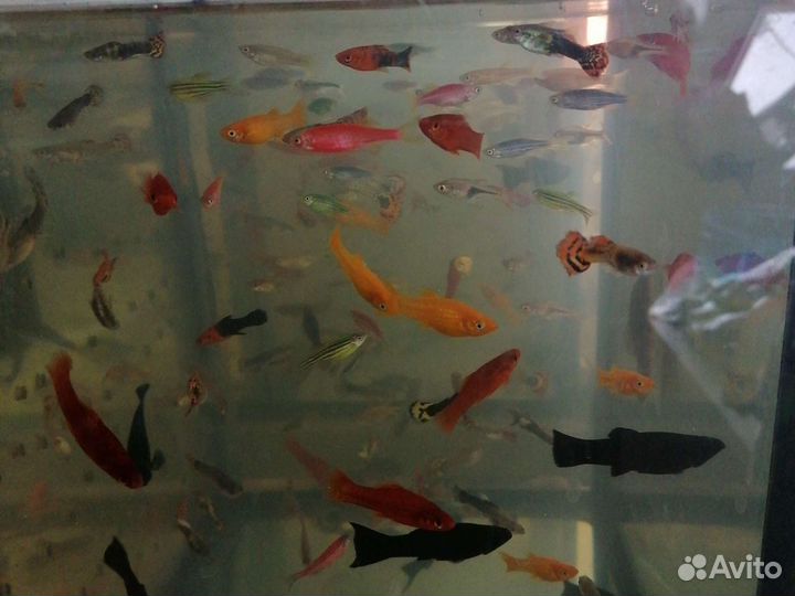 Рыба аквариумные