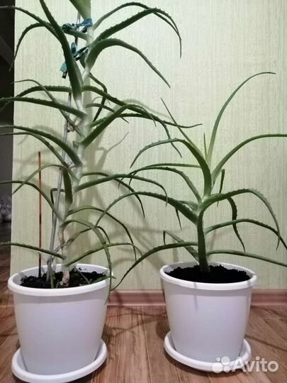 Комнатные цветы алоэ